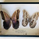 Set of 2 naturalized butterflies