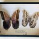Set of 2 naturalized butterflies