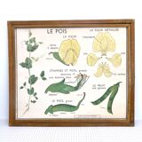 Displays educational Nightingale  l'eglantier and peas