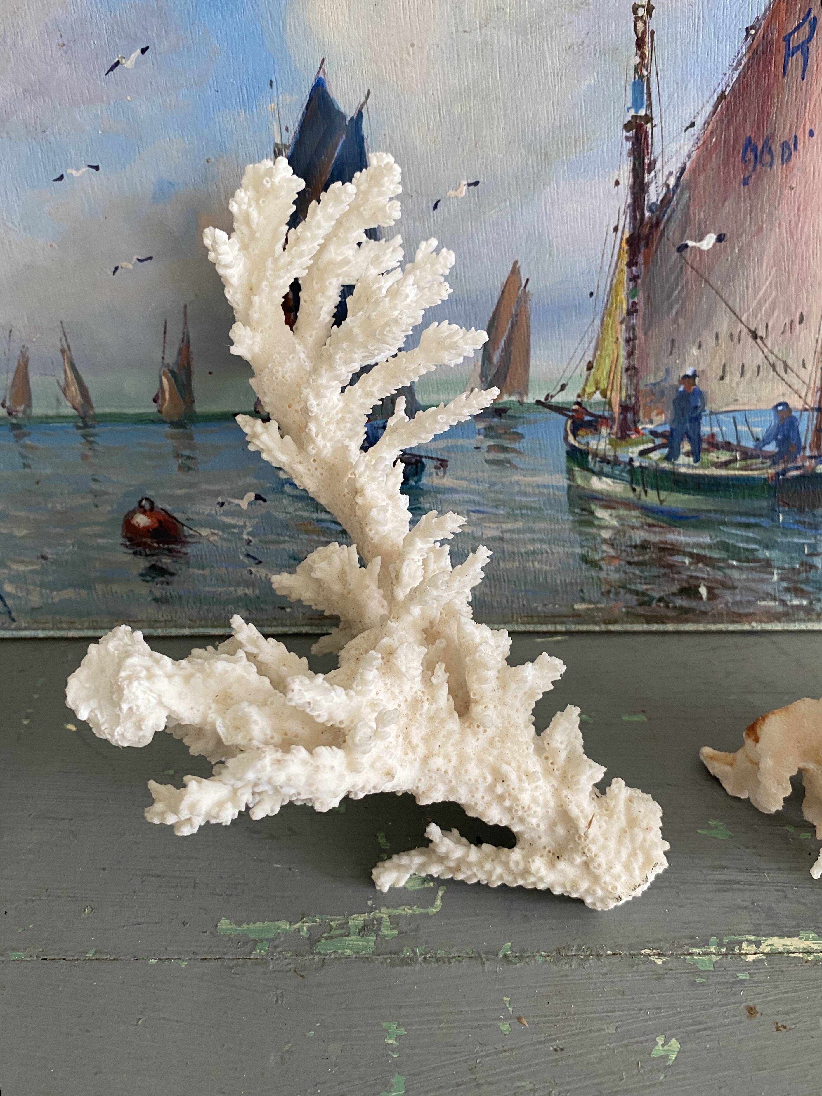 Coral 20 cm cabinet of curiosities