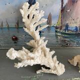 Coral 20 cm cabinet of curiosities