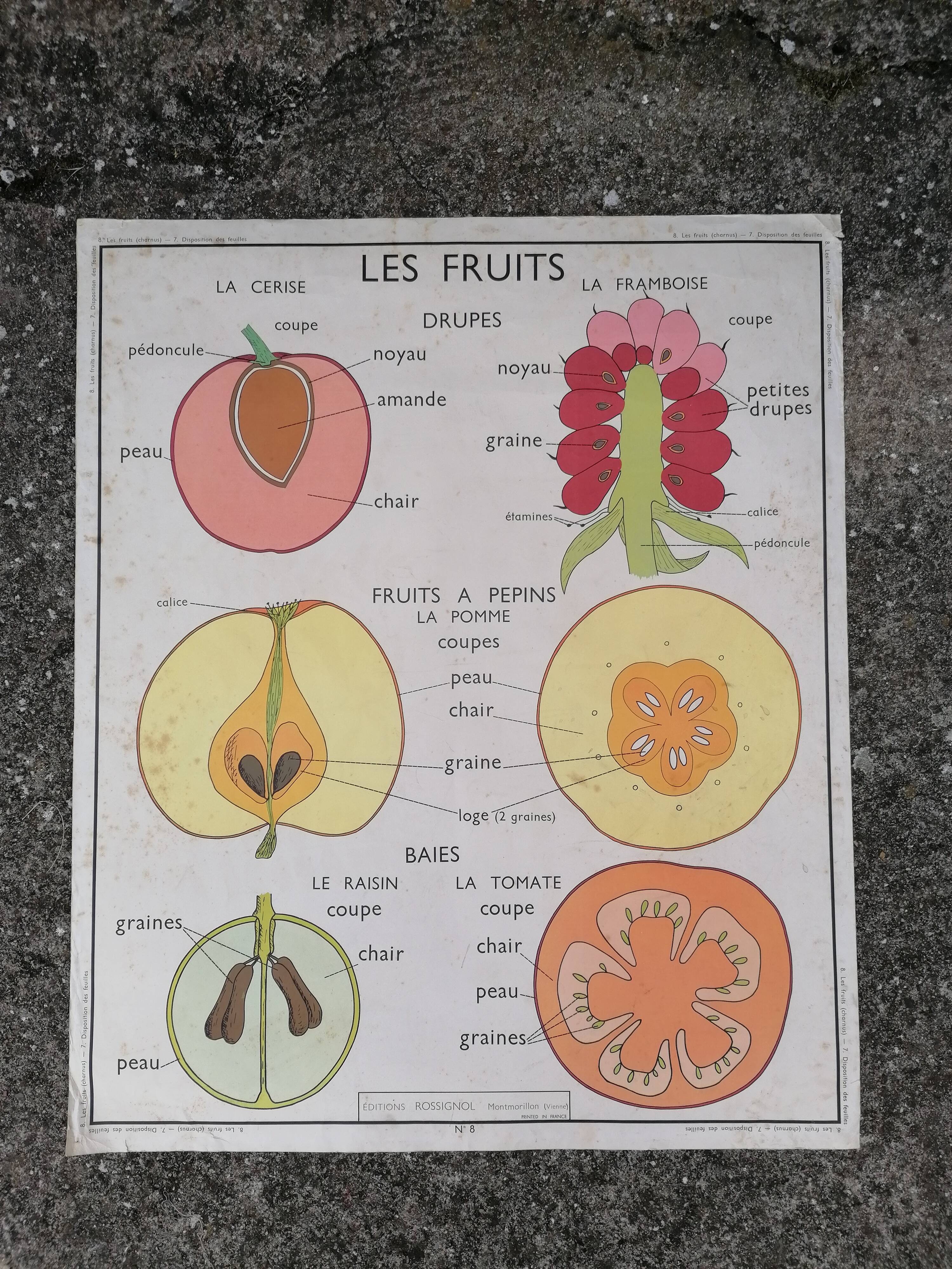 Rossignol educational poster: "Arrangement of leaves and fruits".