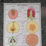 Rossignol educational poster: "Arrangement of leaves and fruits".