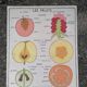 Rossignol educational poster: "Arrangement of leaves and fruits".