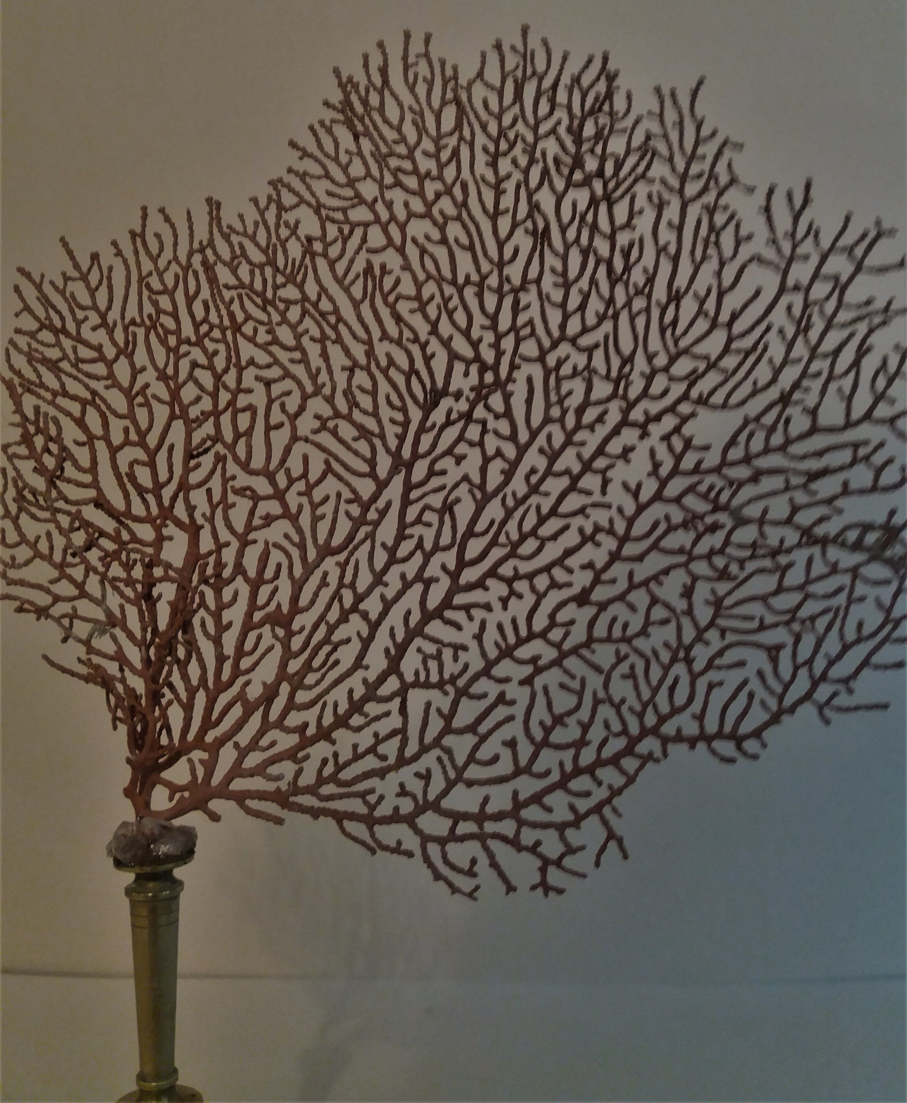 Red coral paramuricea clavata