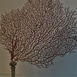 Red coral paramuricea clavata