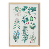 Affiche sur les plantes d'après une gravure de 1881 "vigne et café"