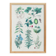 Plant poster based on an 1881 engraving "vine and coffee"