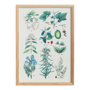 Plant poster based on an 1881 engraving "vine and coffee"