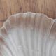 Art Deco/Art Nouveau shell and bronze wall lamp