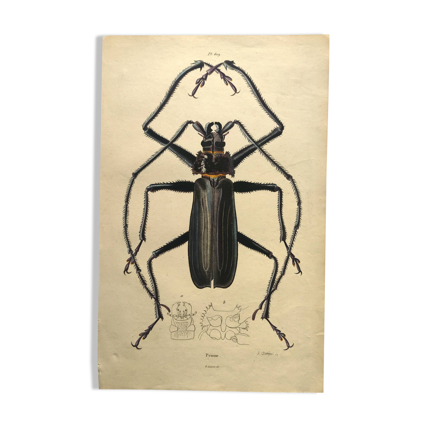 Antique plate from 1839 - Priones Insects 4 - Hand-colored engraving