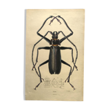 Antique plate from 1839 - Priones Insects 4 - Hand-colored engraving