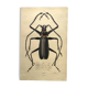 Antique plate from 1839 - Priones Insects 4 - Hand-colored engraving