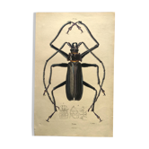 Planche ancienne de 1839 -Insectes Priones 4- Gravure coloriée à la main
