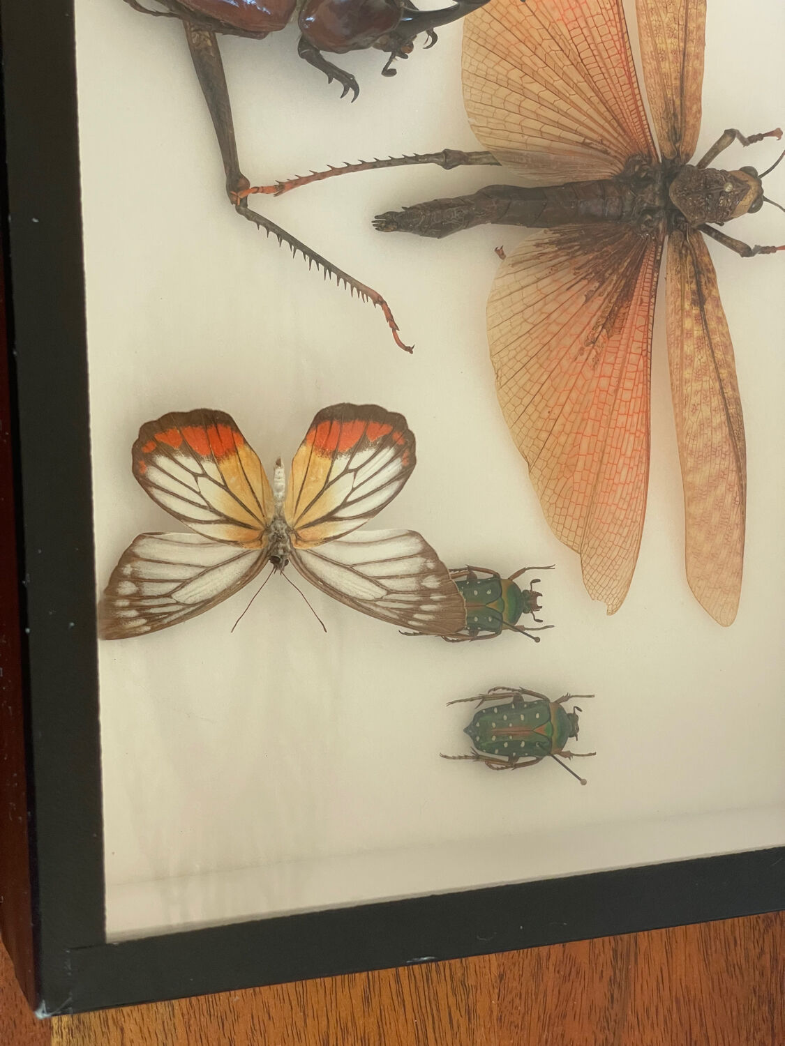 Naturalized insect frame