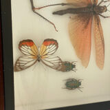 Naturalized insect frame