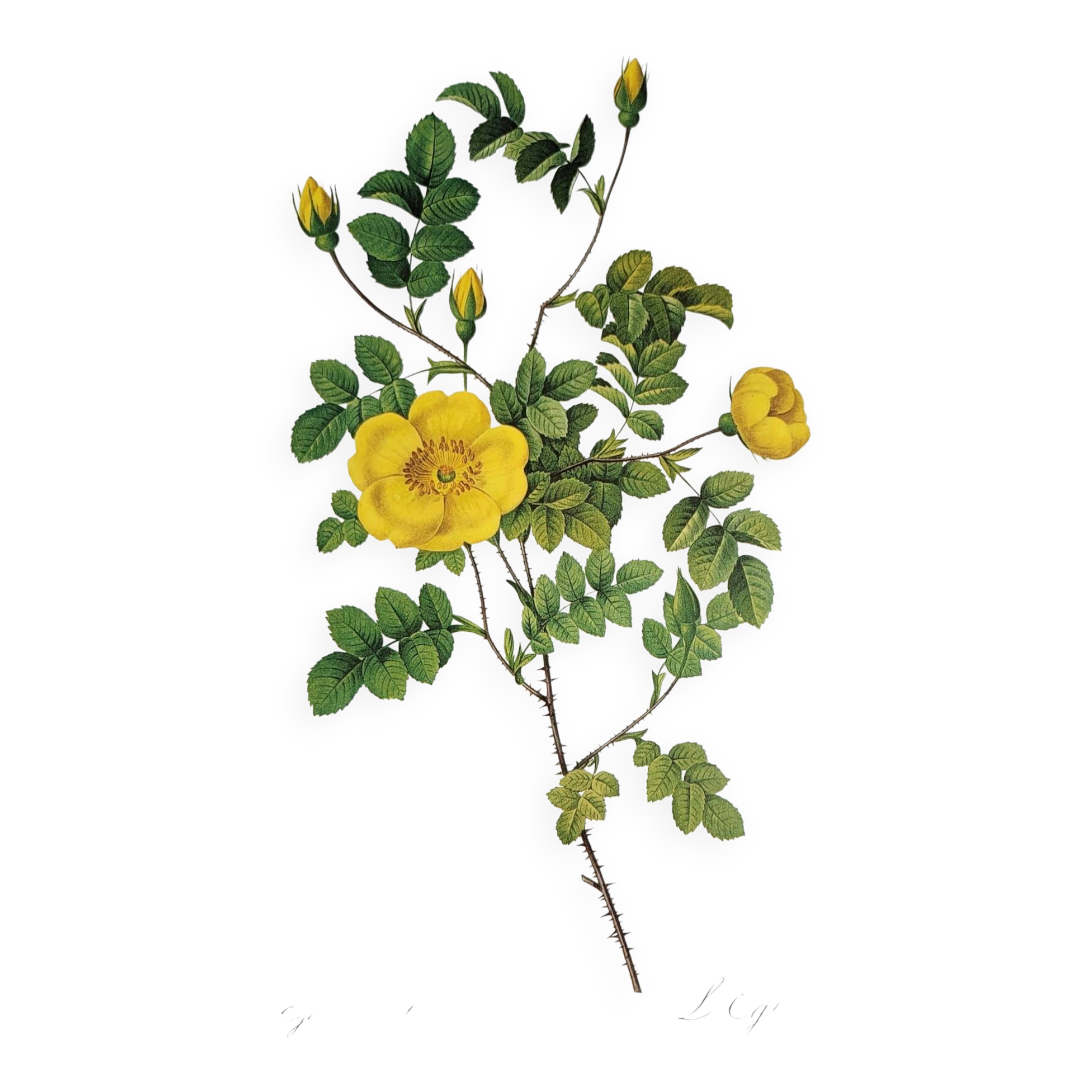 Botanical plate Rose Eglantier, P.J. Redouté 1960
