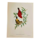 Bird lithograph "HAEMATOSPIZA SIPAHI" by J. Gould & H.C. Richter