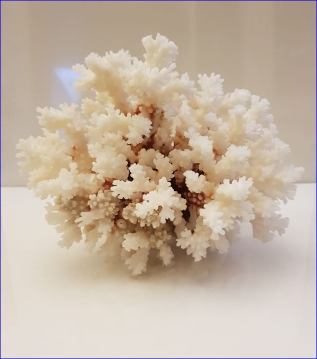 Coral 24 cm x 17