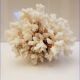 Coral 24 cm x 17
