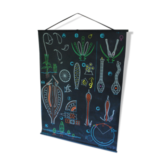 Displays school vintage Dr.Auzoux foam 1948