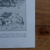Original mammalian lithographs
