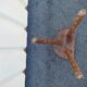 Jolie tabouret en bois avec assise demi lune et piétement tripode en bois tourné
