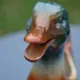 St Clément barbotine duck jug
