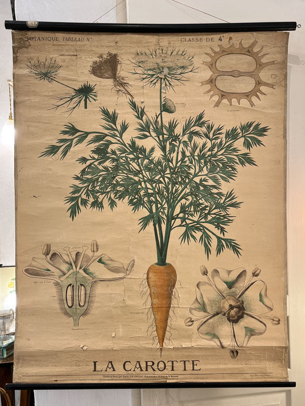 Old botanical plate of the house Deyrolle "The carrot"