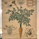 Old botanical plate of the house Deyrolle "The carrot"