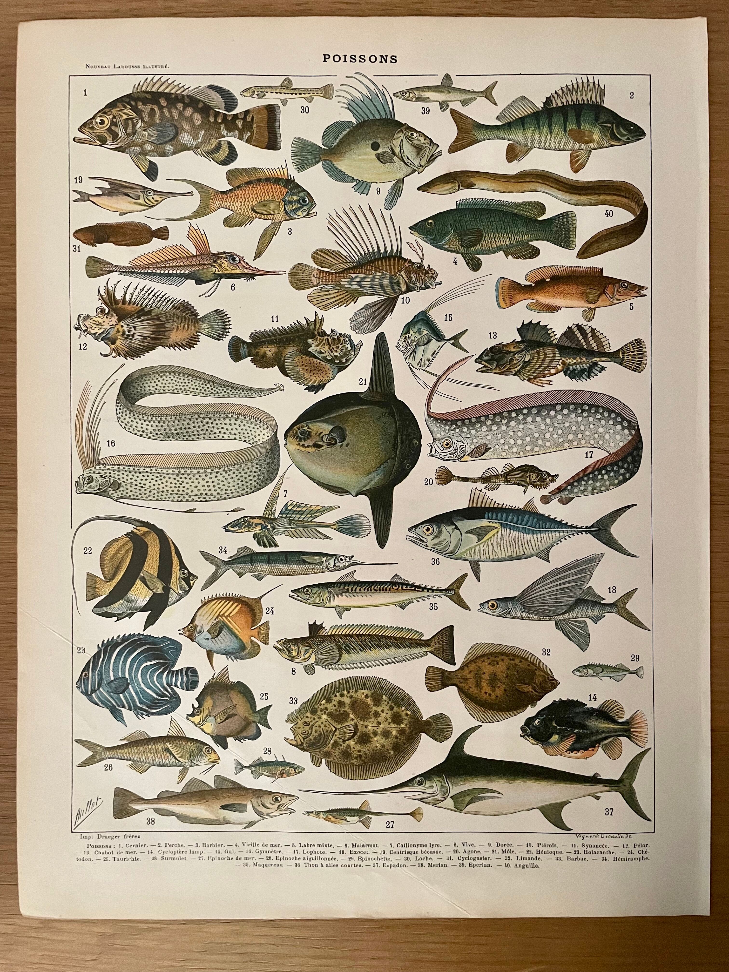 Lithograph engraving fish from 1897 (cernier)