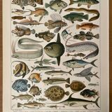 Lithograph engraving fish from 1897 (cernier)