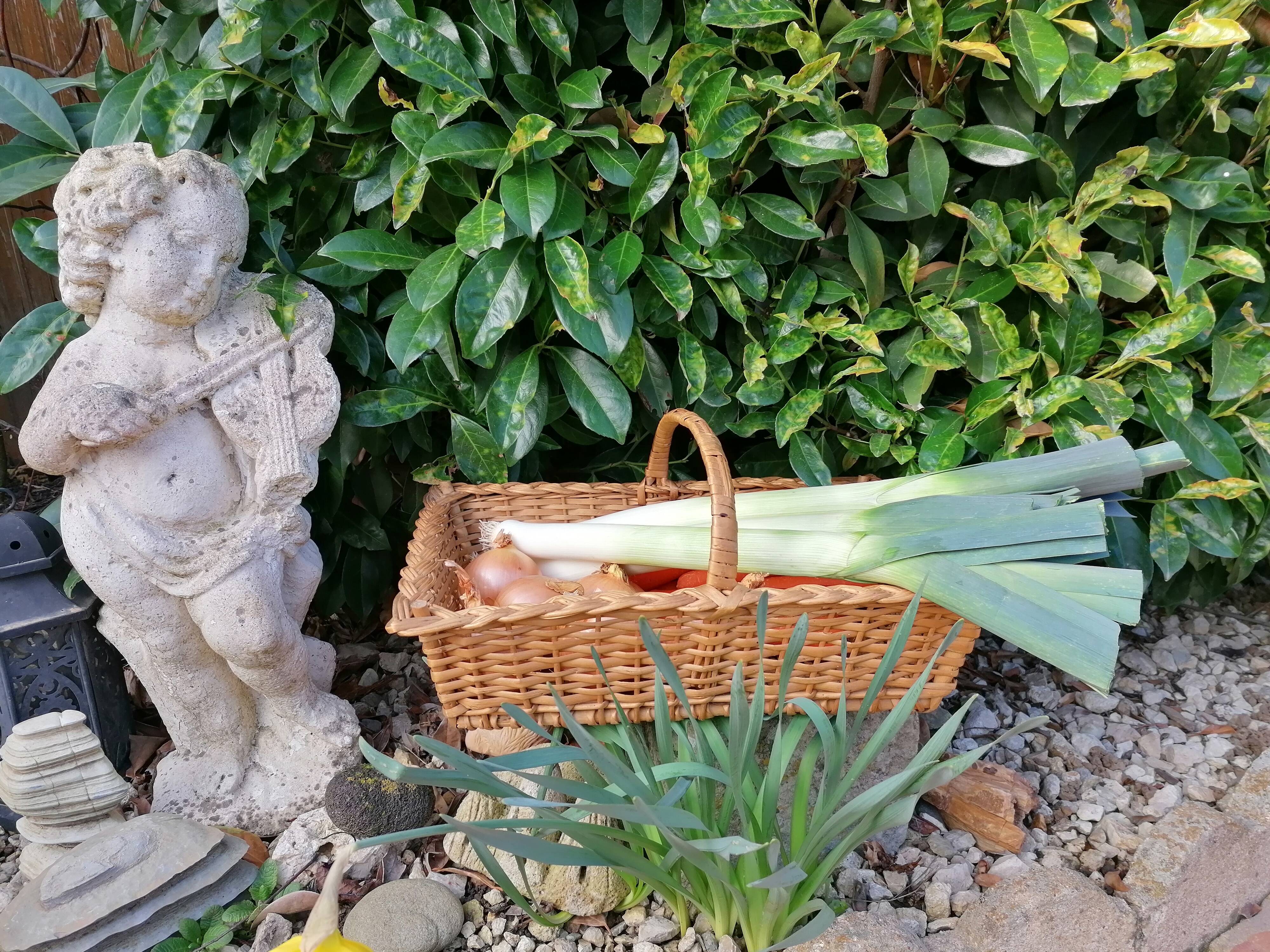 Picking rattan basket