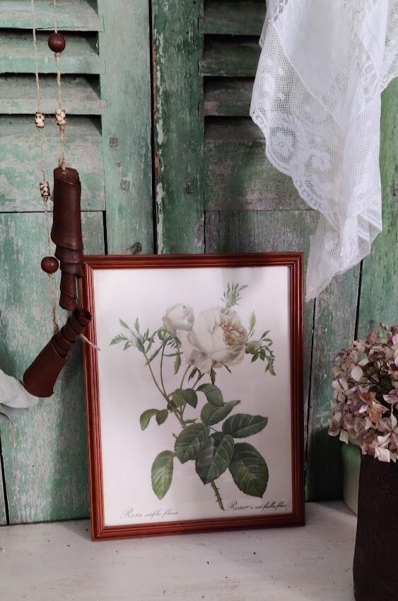 Dreaded Lithograph / Rosa centifolia foliacéa