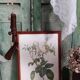 Dreaded Lithograph / Rosa centifolia foliacéa