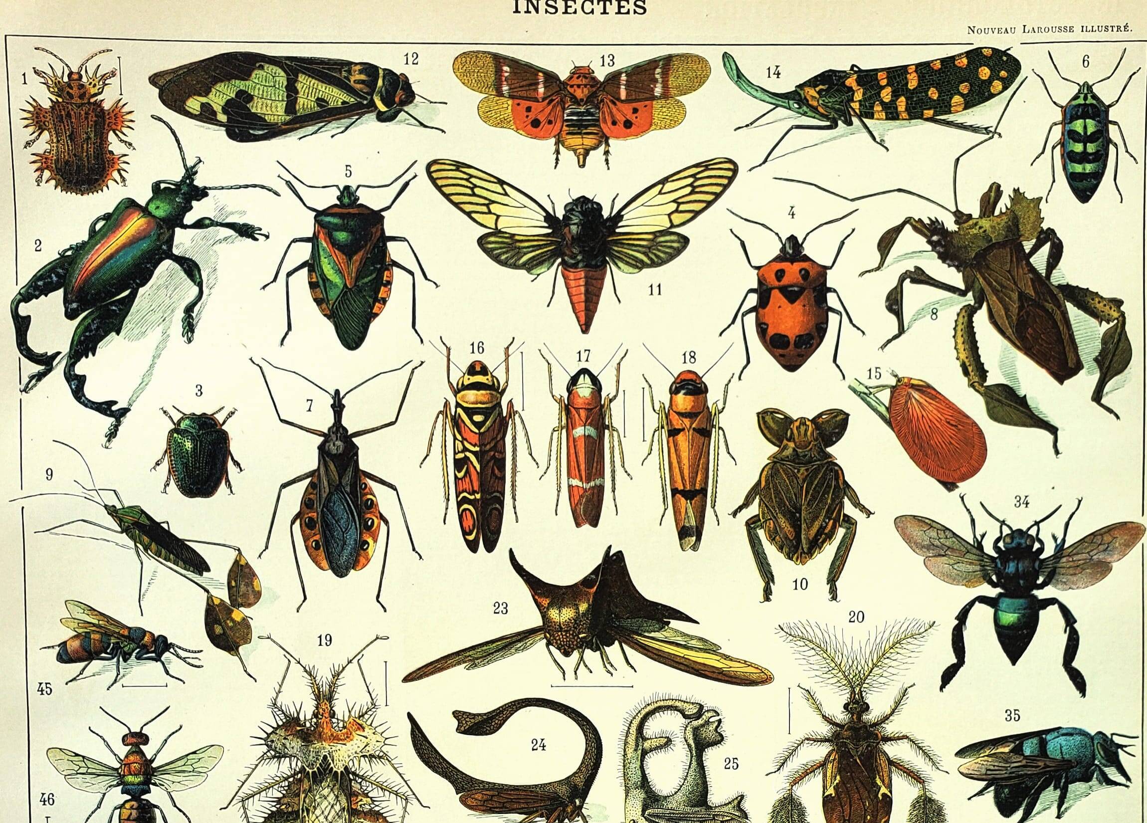 Gravure ancienne 1897 - Insectes 2 par Millot - Entomologie et Zoologie