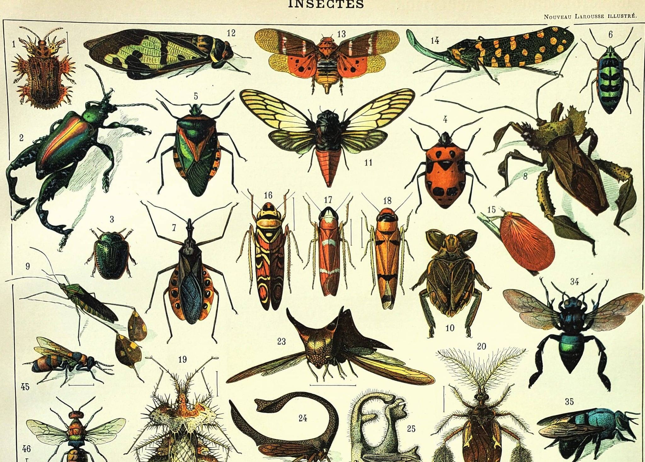 Antique engraving 1897 - Insects 2 by Millot - Entomology and Zoology