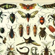 Antique engraving 1897 - Insects 2 by Millot - Entomology and Zoology