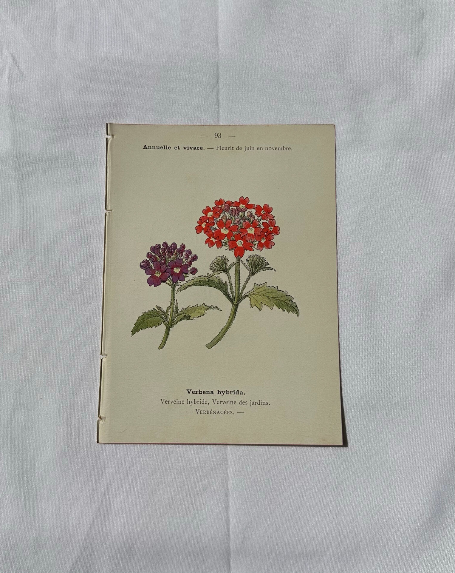 🌿 Botanical Plate Old Naturalist Engraving 19th Century Double-Sided
