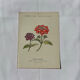 🌿 Botanical Plate Old Naturalist Engraving 19th Century Double-Sided