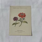 Planche Botanique Gravure naturaliste ancienne 19eme recto verso