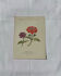 Planche Botanique Gravure naturaliste ancienne 19eme recto verso