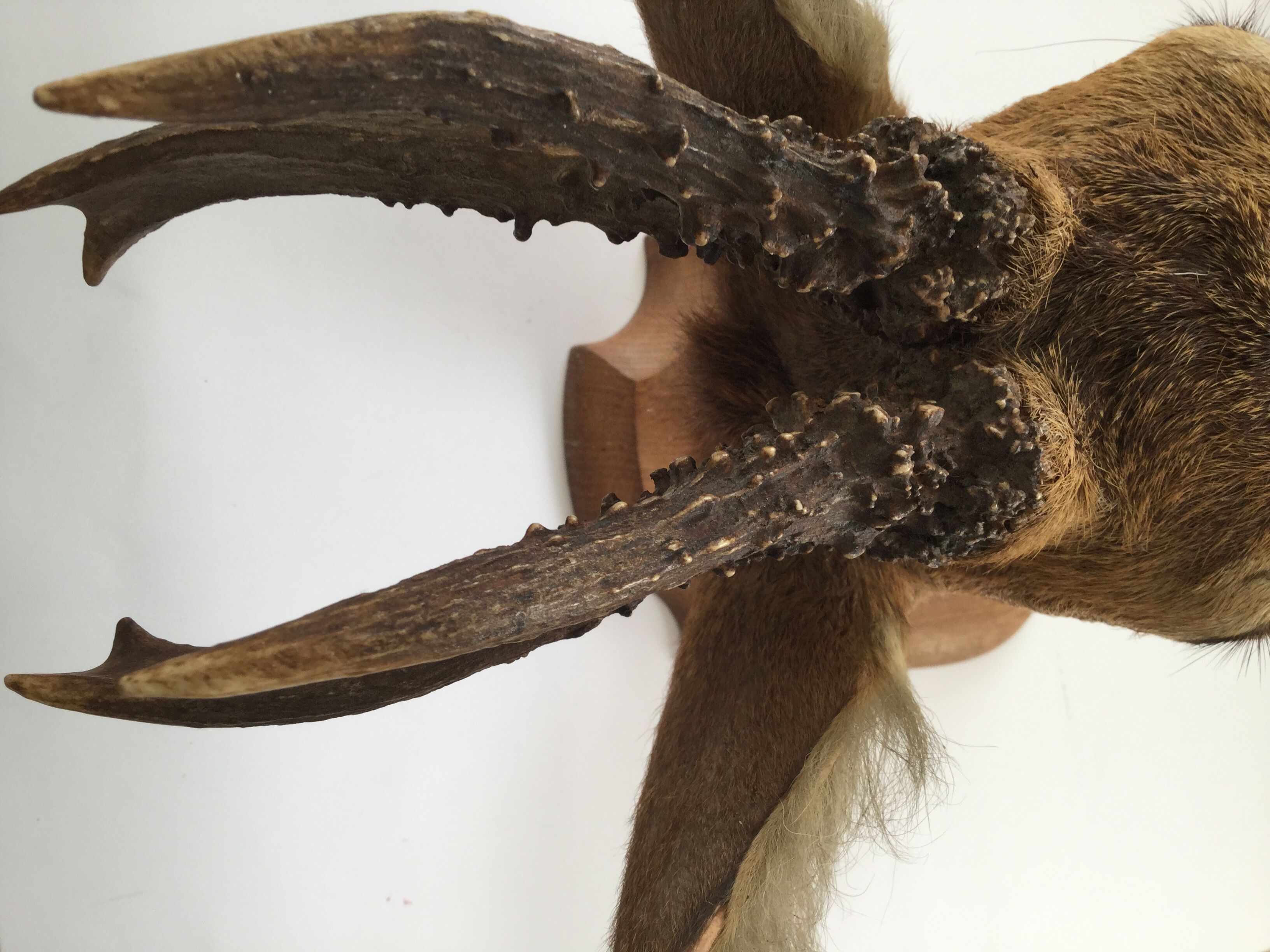 Naturalized deer head hunting trophy