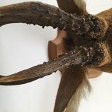 Naturalized deer head hunting trophy