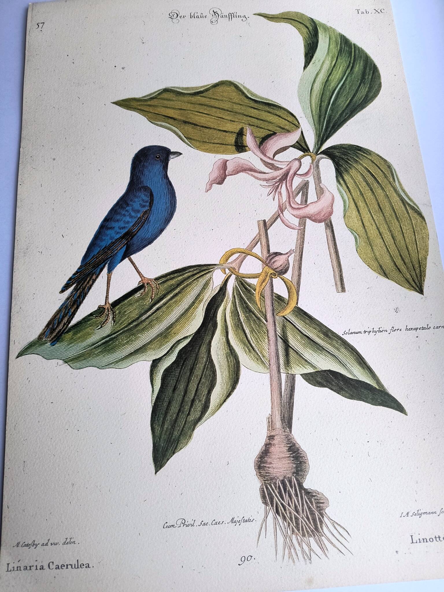 Antique bird engraving - Blue Linnet - Ornithological plate by Seligmann