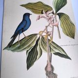 Gravure ancienne oiseau -Linotte Bleue- Planche ornithologique de Seligmann