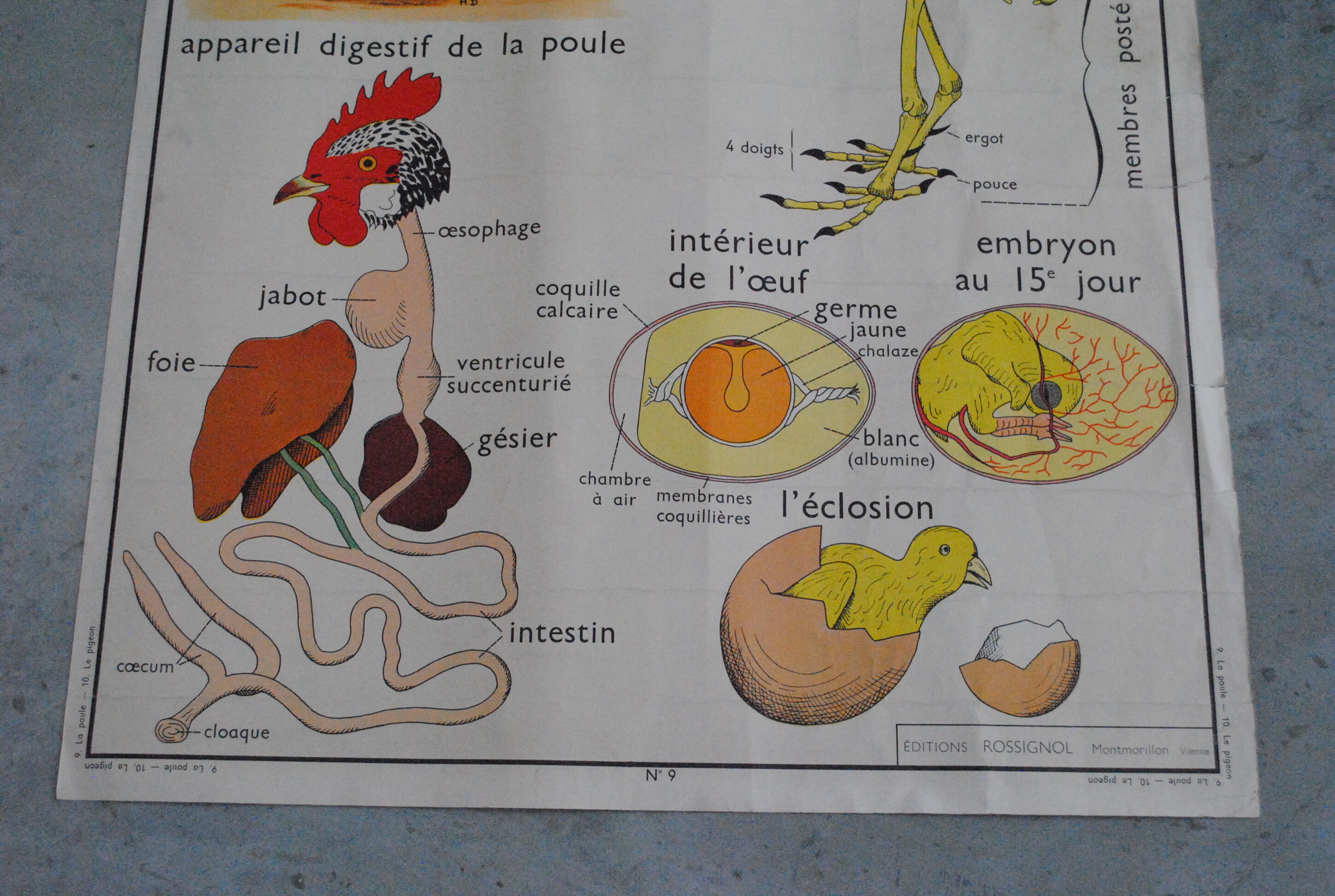 School map The hen and pigeon editions Rossignol