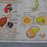 School map The hen and pigeon editions Rossignol