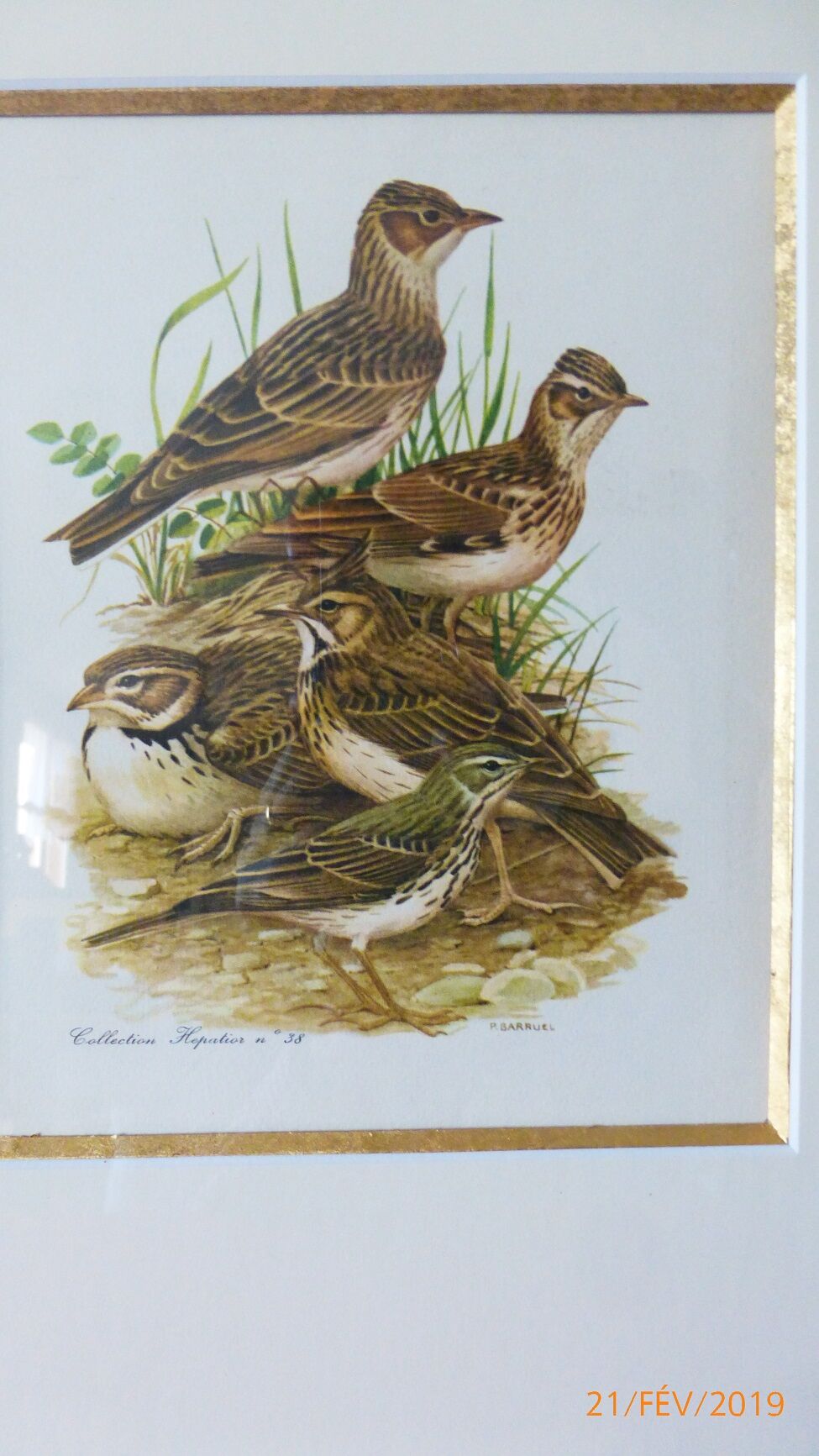 Birds - collection Hepatior N ° 38