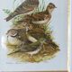Birds - collection Hepatior N ° 38
